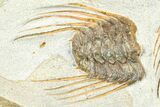 Plate Of Four Spiny Selenopeltis Trilobites #365713-4